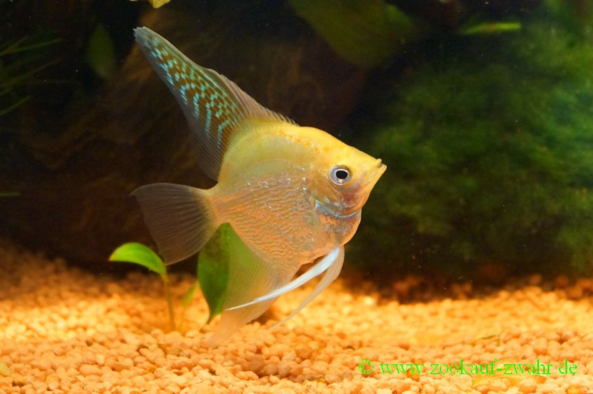 Diamantskalar gold / Pterophyllum scalare