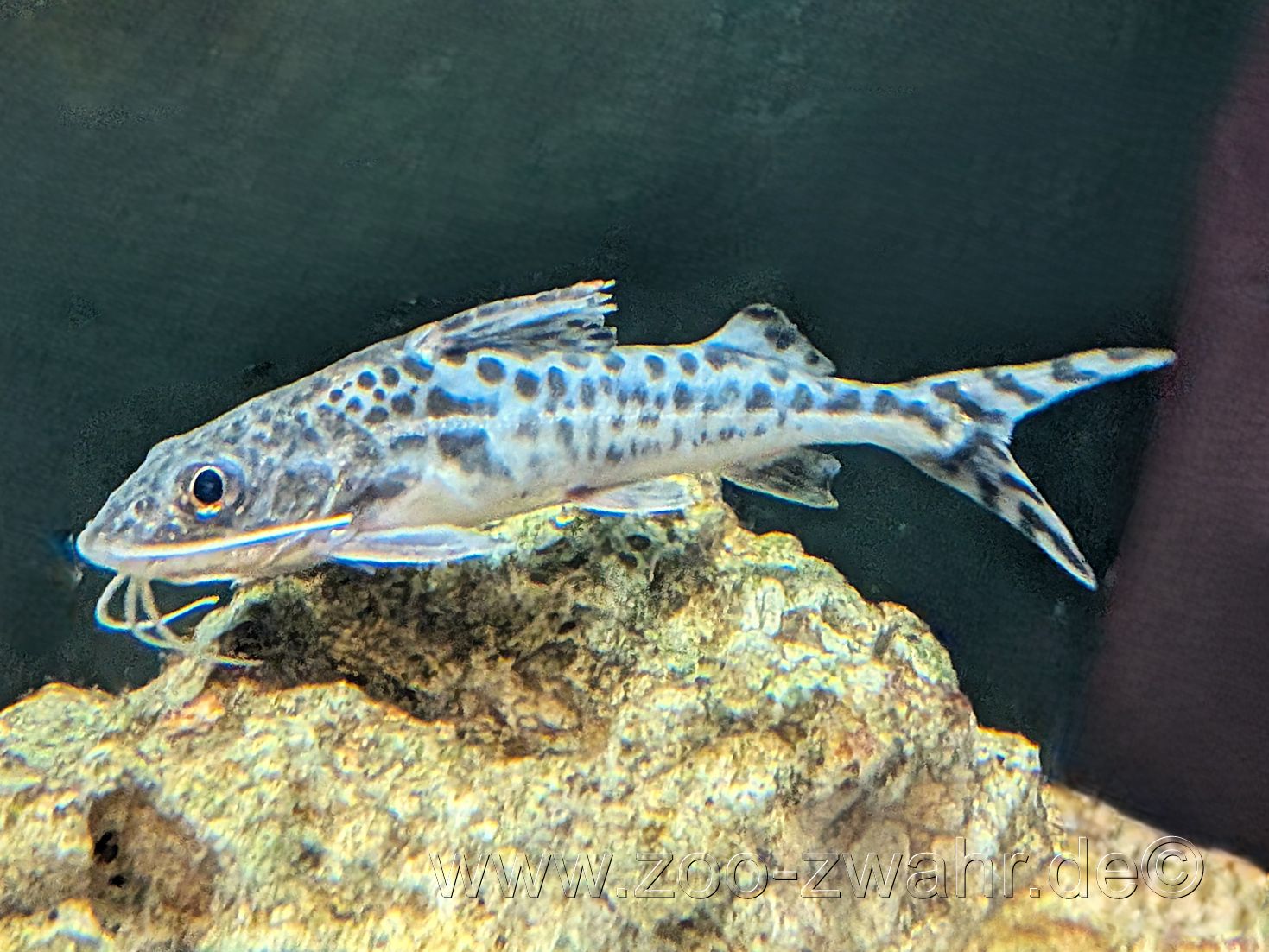 Engelsantennenwels / Pimelodus pictus