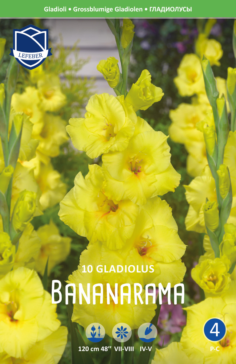 Gladiole Bananarama (Inhalt 10 Stück)