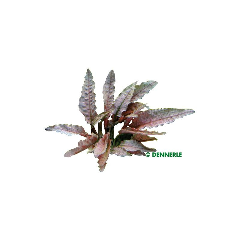 Cryptocoryne spec.'Flamingo' In-Vitro