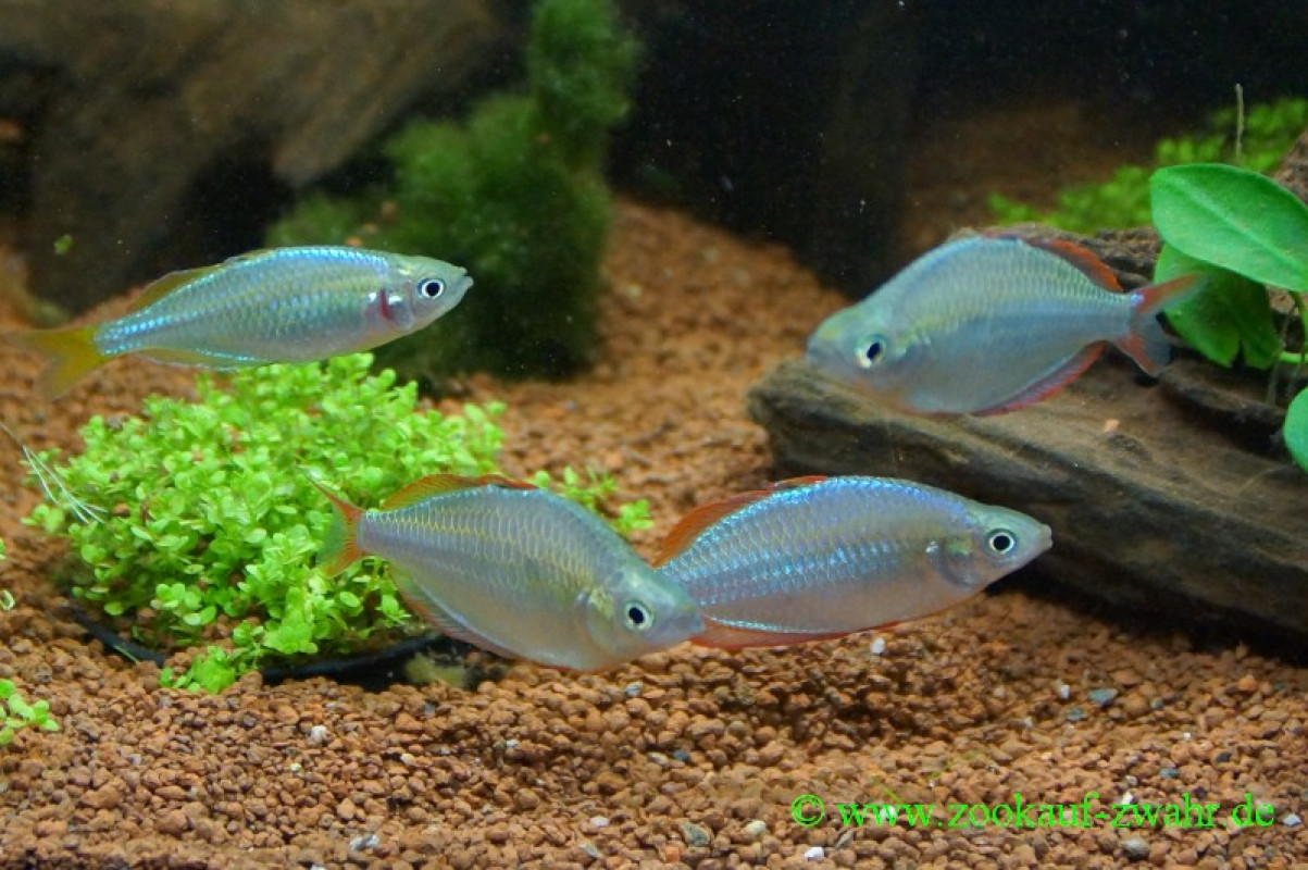 Diamant-Regenbogenfisch/ Melanotaenia praecox