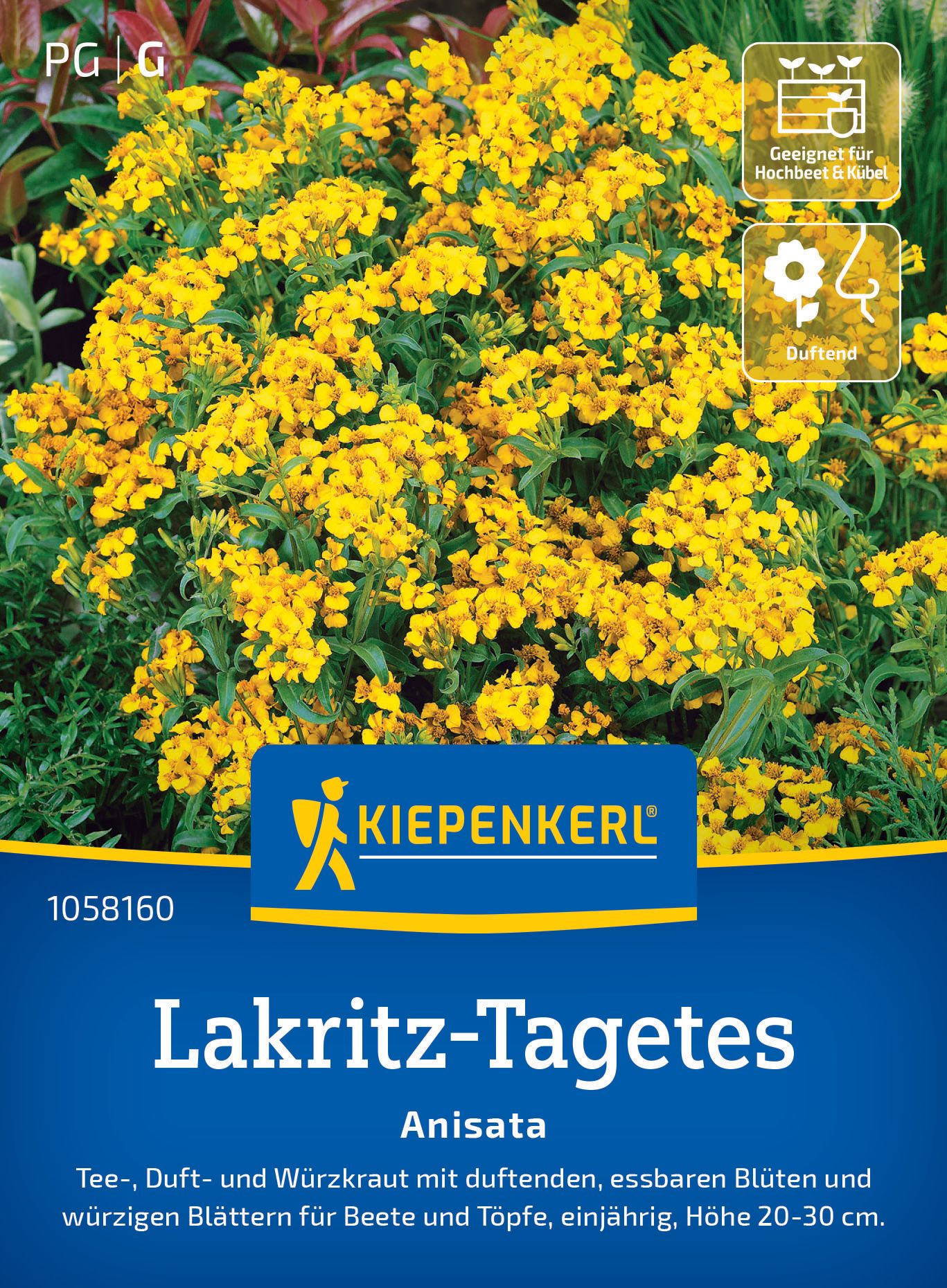 Lakritz-Tagetes Anisata