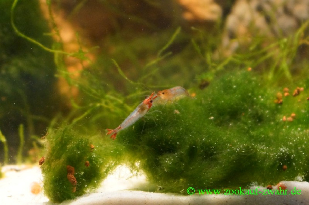 Feuer-Zwerggarnele Sakura - Rili / Neocaridina sp.