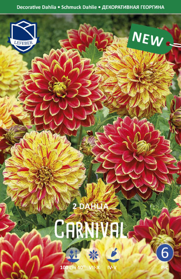 Dahlie CARNIVAL (Inhalt 2 Stück)