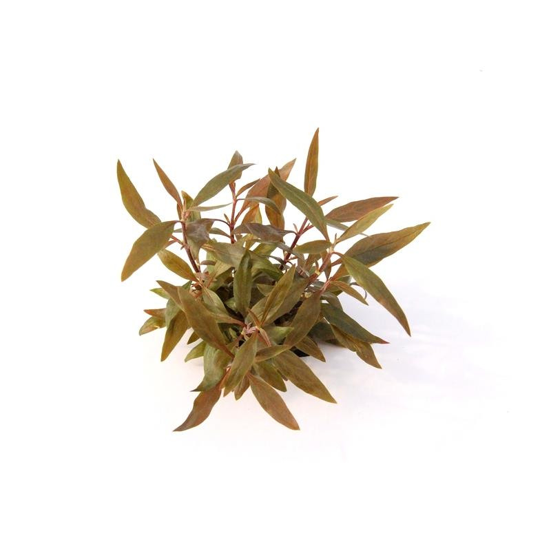 Alternanthera reineckii 'Mini' In-Vitro