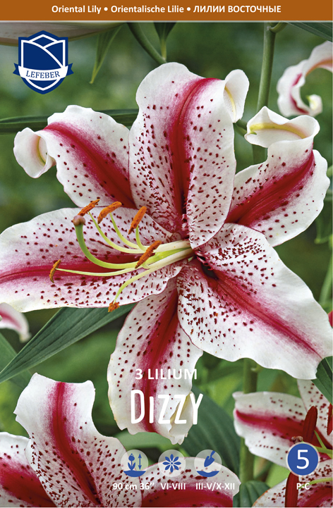 ORIENTALISCHE LILIE Dizzy Inhalt 3 Stück)