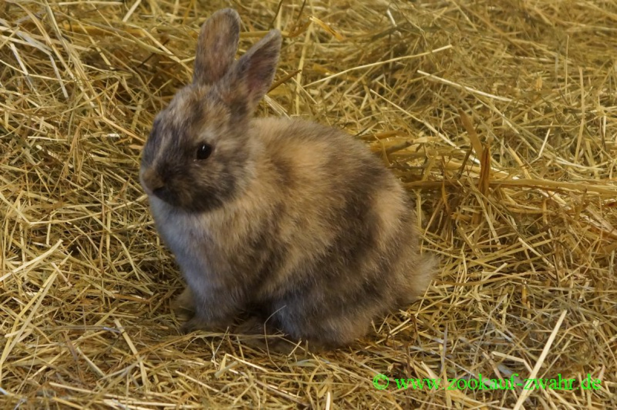 Zwergkaninchen