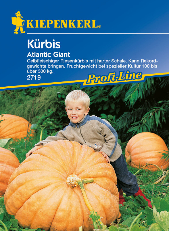 Kürbis Atlantic Giant, N