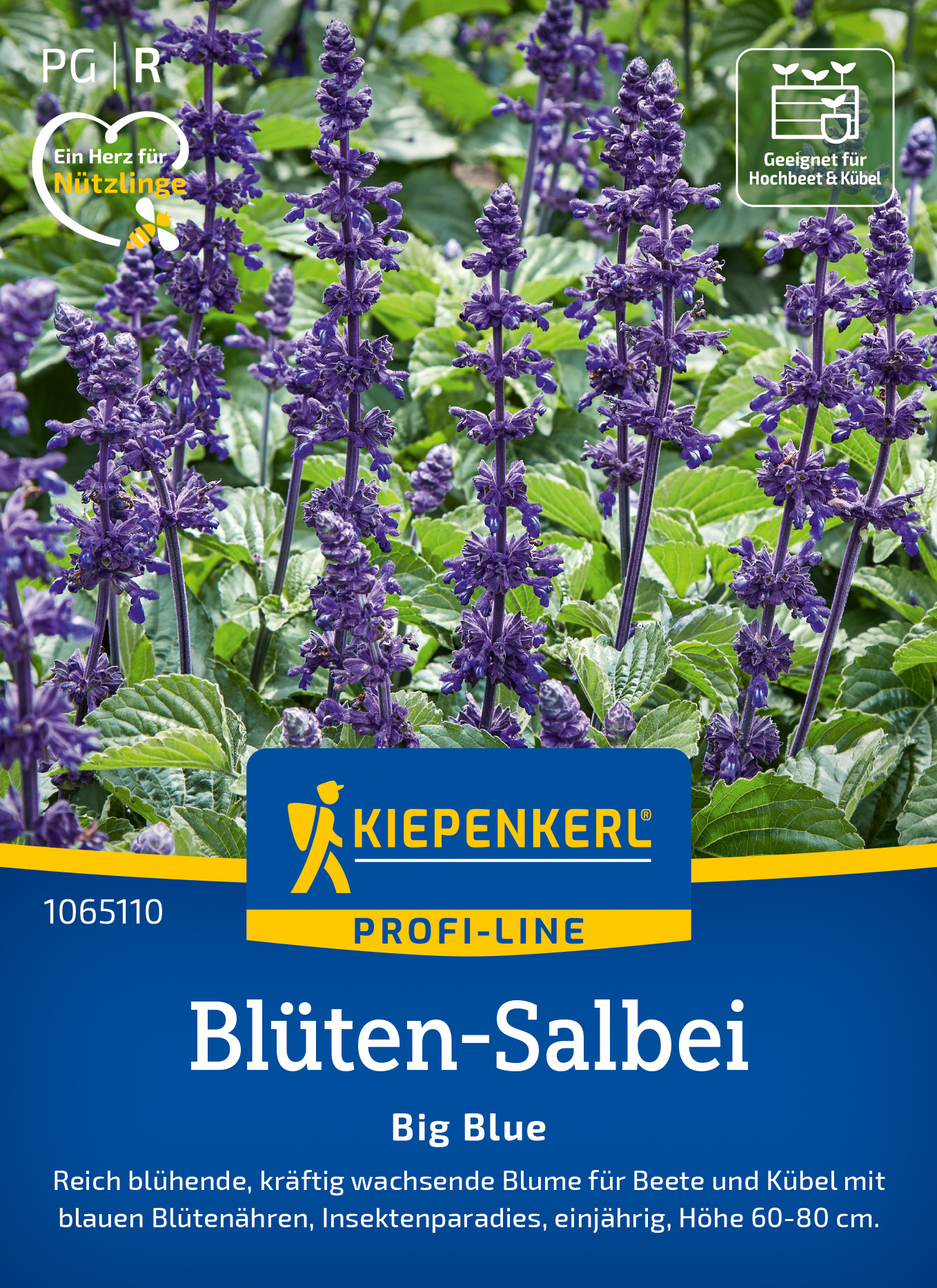 Blüten-Salbei Big Blue, F1