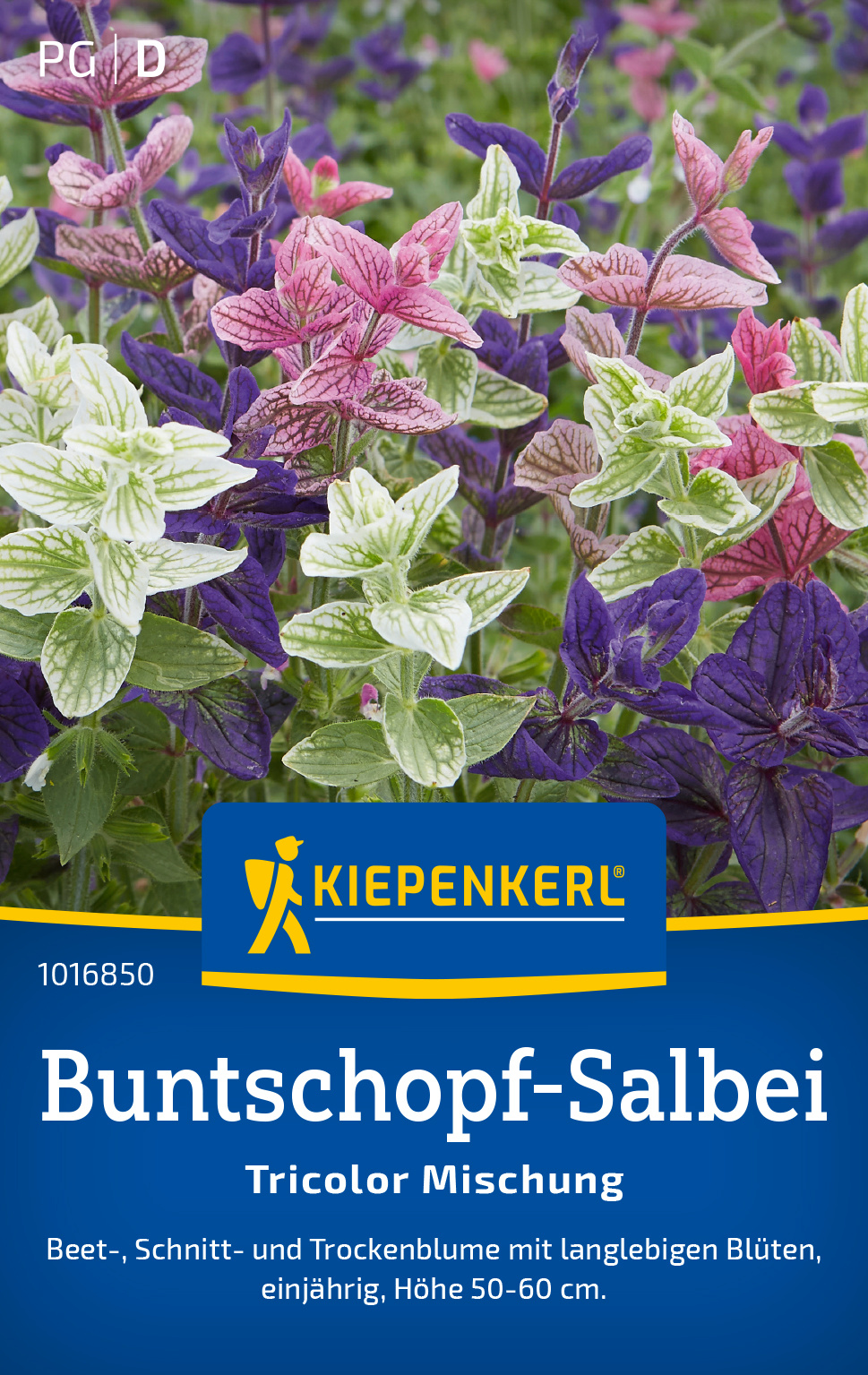 Buntschopf-Salbeisamen Tricolor Mischung