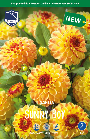 Dahlie Sunny Boy (Inhalt 1 Stück)