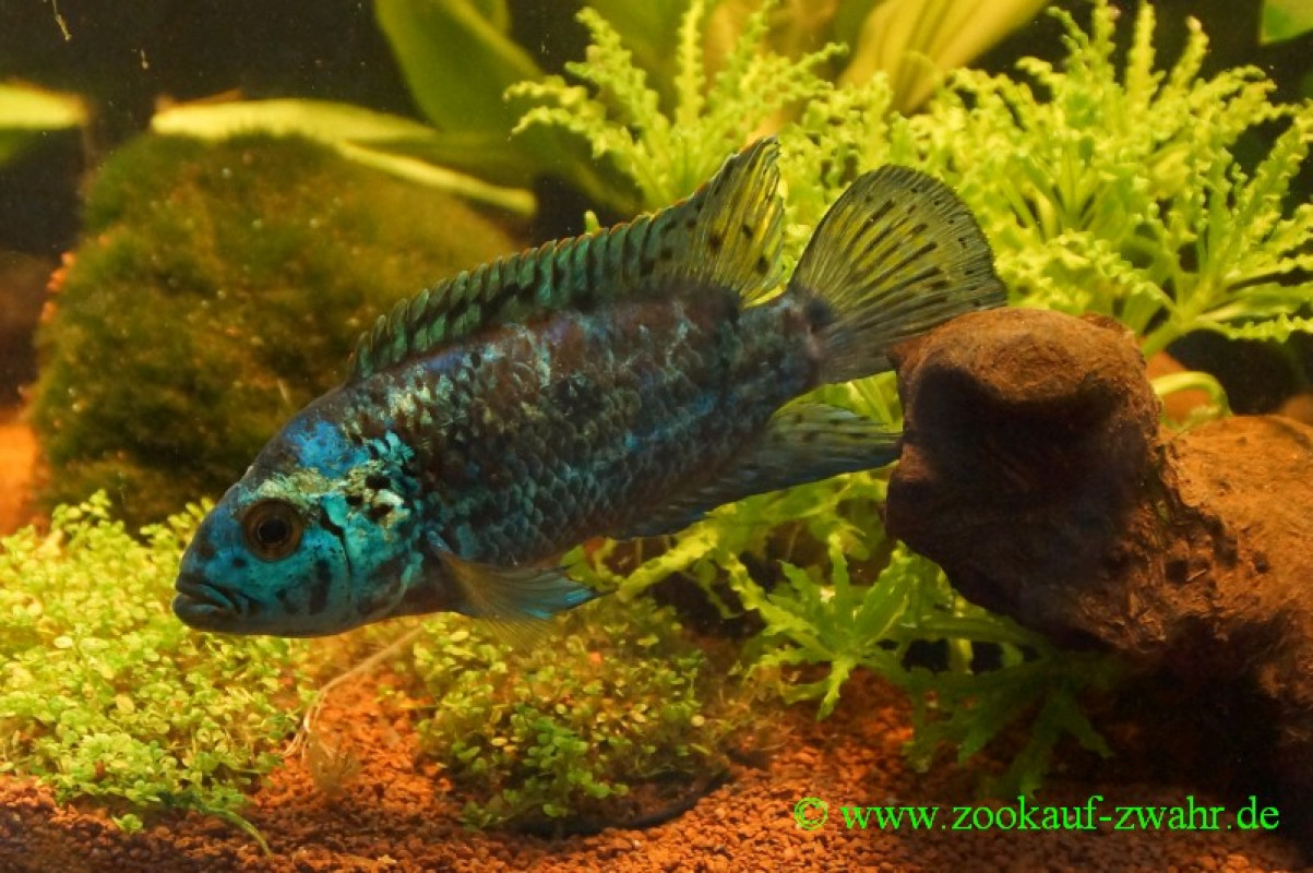 Barsch "Blue Dempsey"  / Cichlasoma octofasciatum