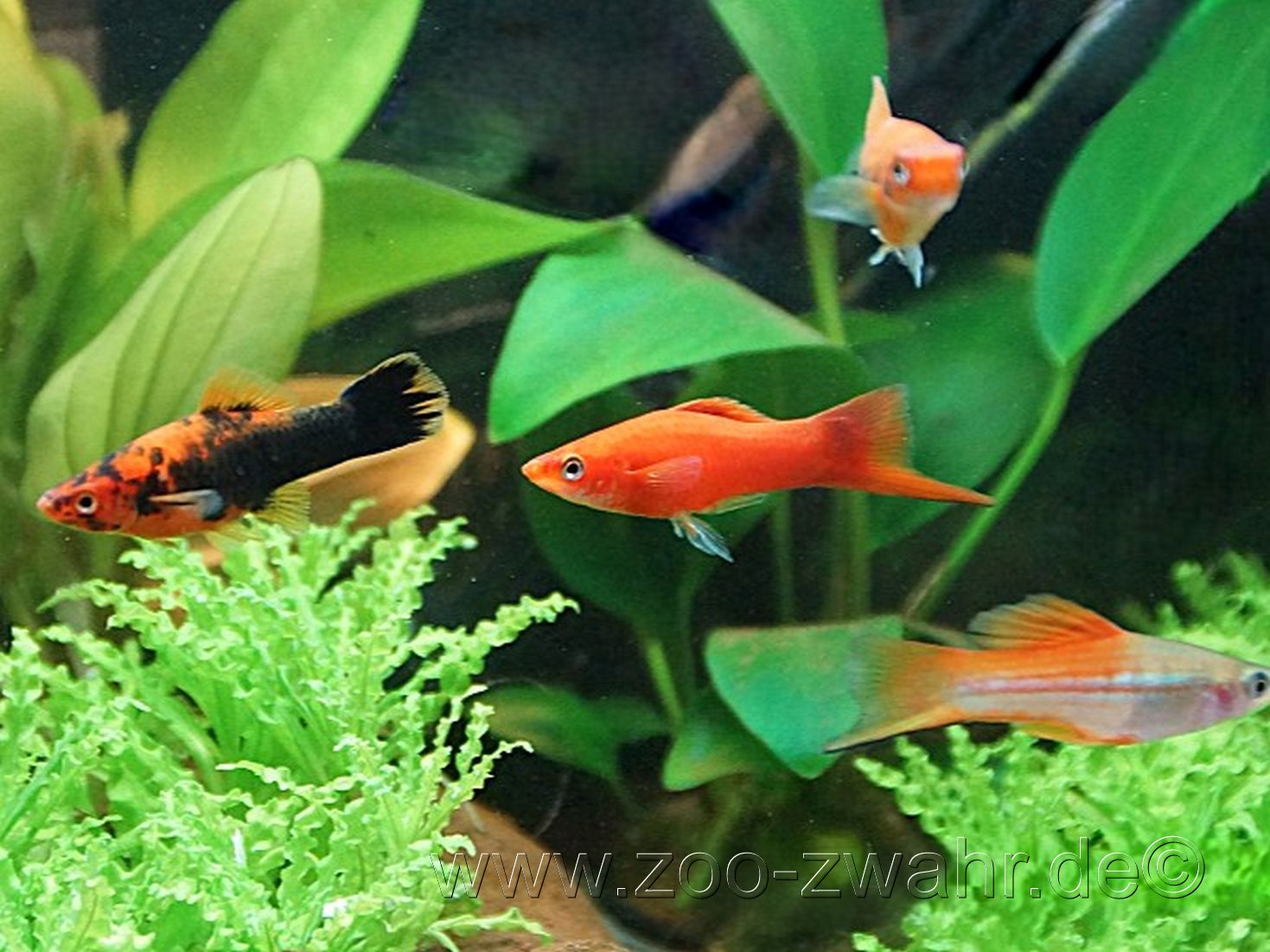 Schwertträger / Xiphophorus helleri