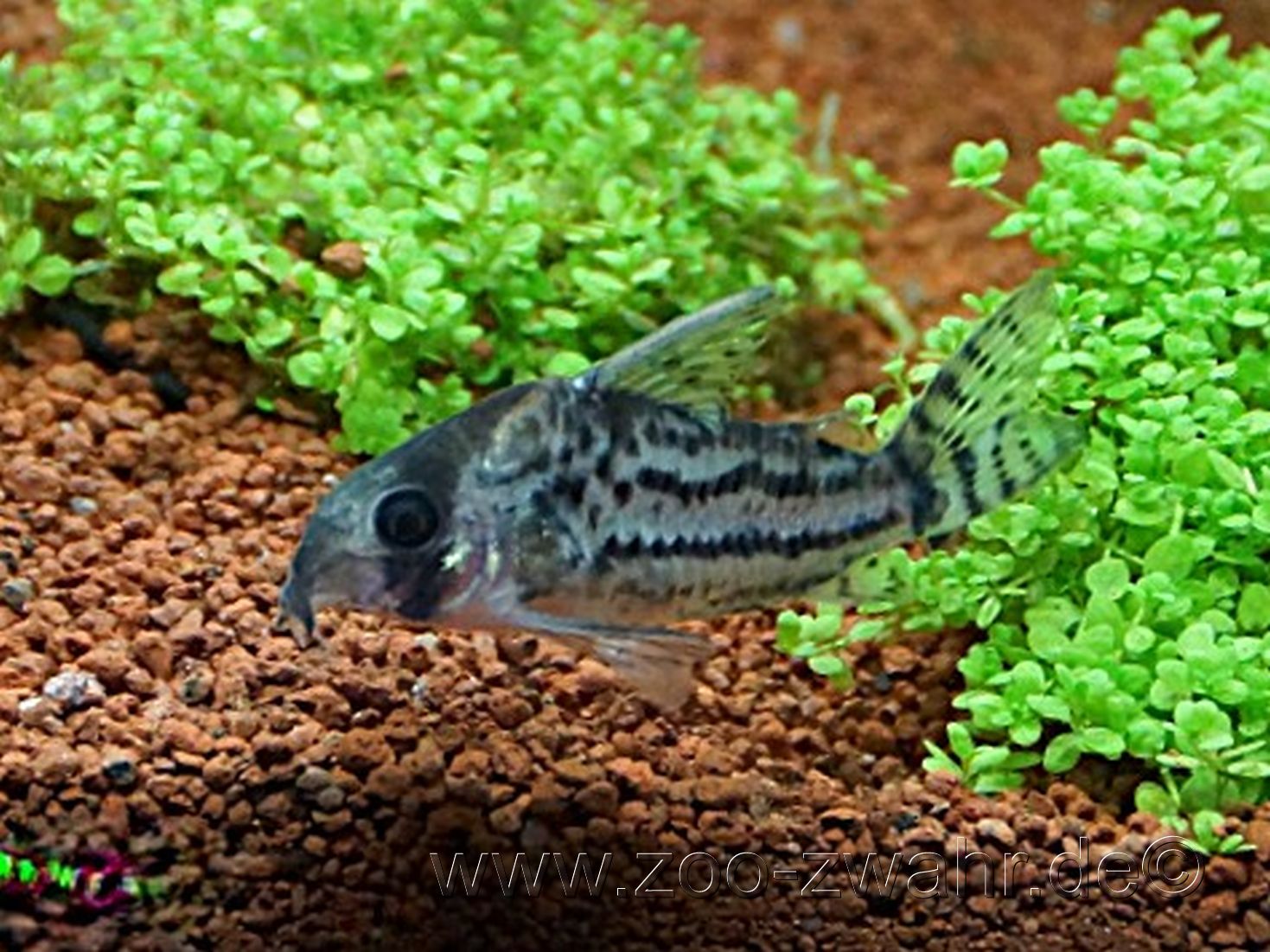 Bänderpanzerwels / Corydoras schwarzi