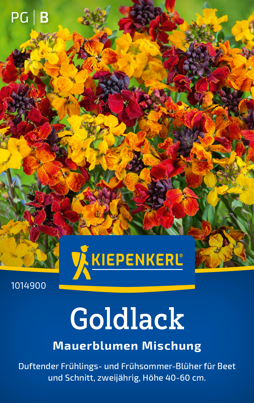 Goldlack Mauerblumen Mischung