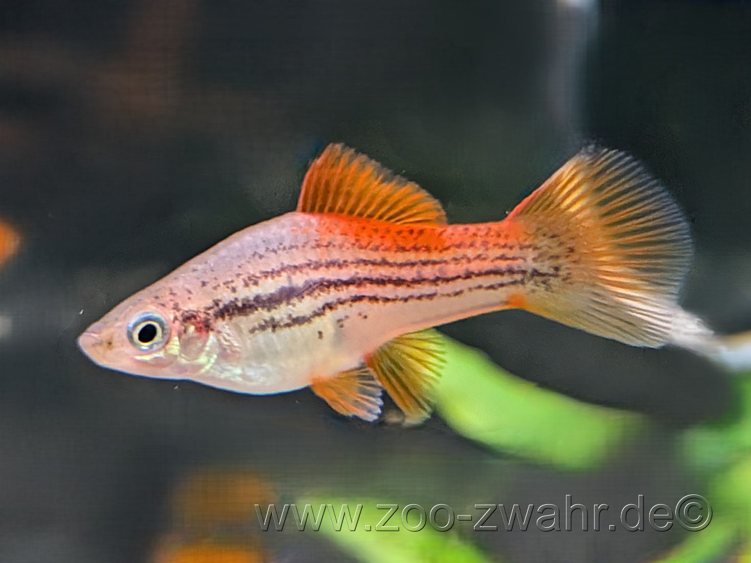 Schwertträger / Xiphophorus helleri