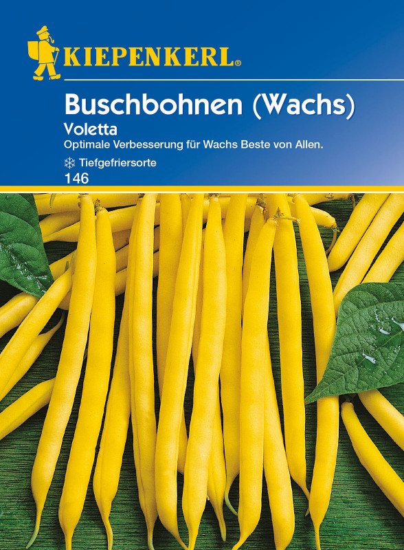 Buschbohne Voletta / Phaseolus vulgaris var. nanus