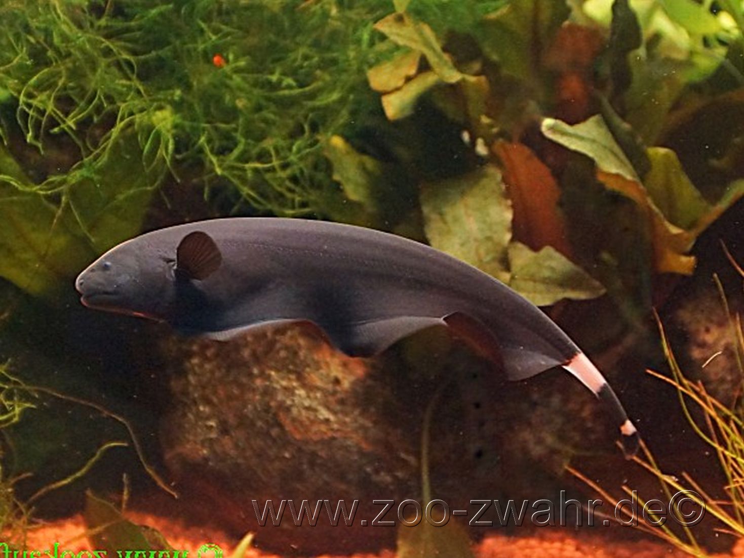 Amerikanischer Weißstirnmesserfisch / Apteronotus albifrons