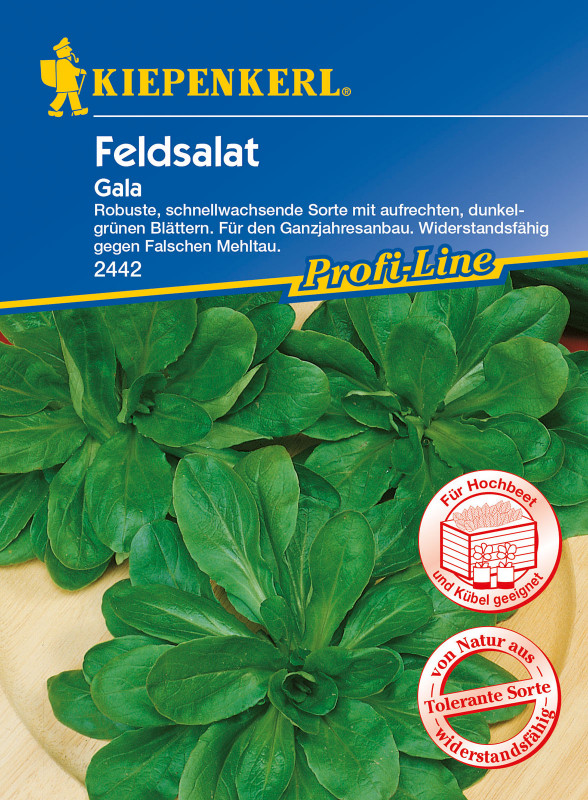 Feldsalat Gala / Valerianella locusta