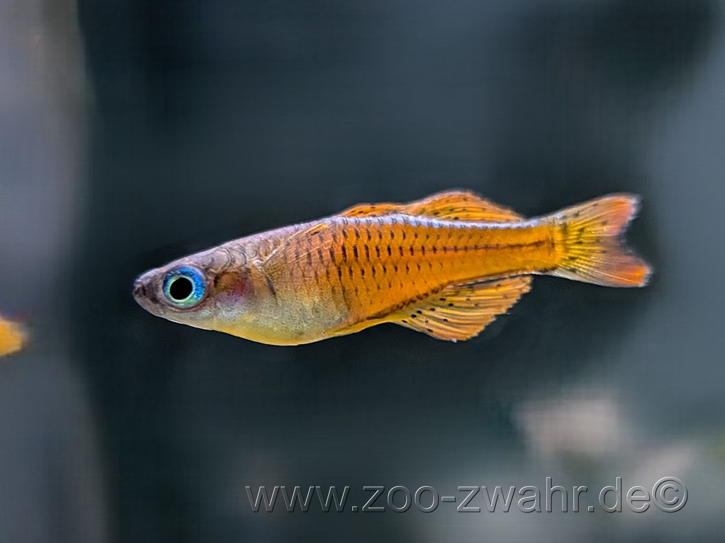 Blauauge "red neon" / Pseudomugil cf paskai / Pseudomugil luminatus