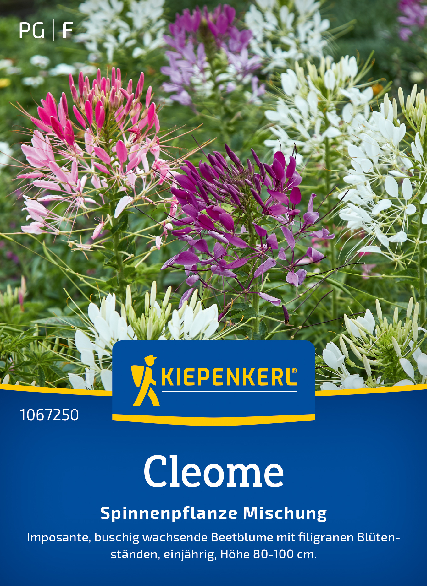 Cleome Spinnenpflanze Mischung