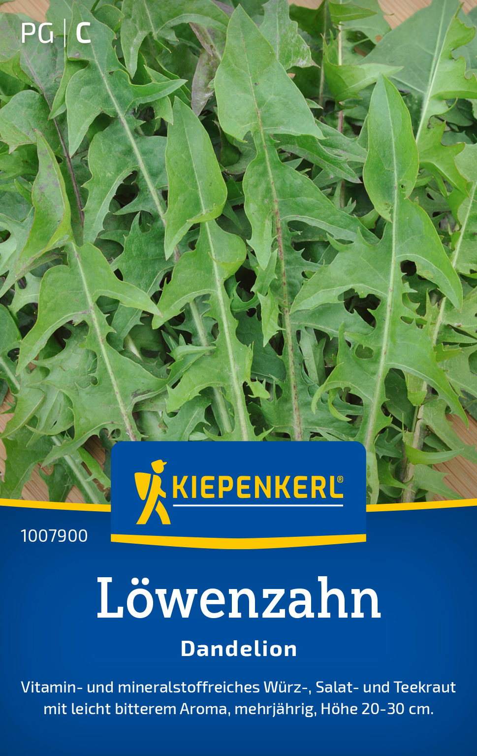Löwenzahn Dandelion Löwenzahn Dandelion