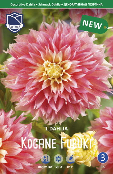 Dahlie Kogane Fubuki (Inhalt 1 Stück)