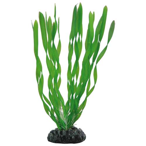 Vallisneria, 20 cm, SB