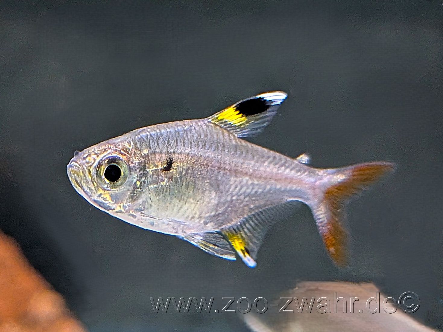 Sternflecksalmler / Pristela maxillaris