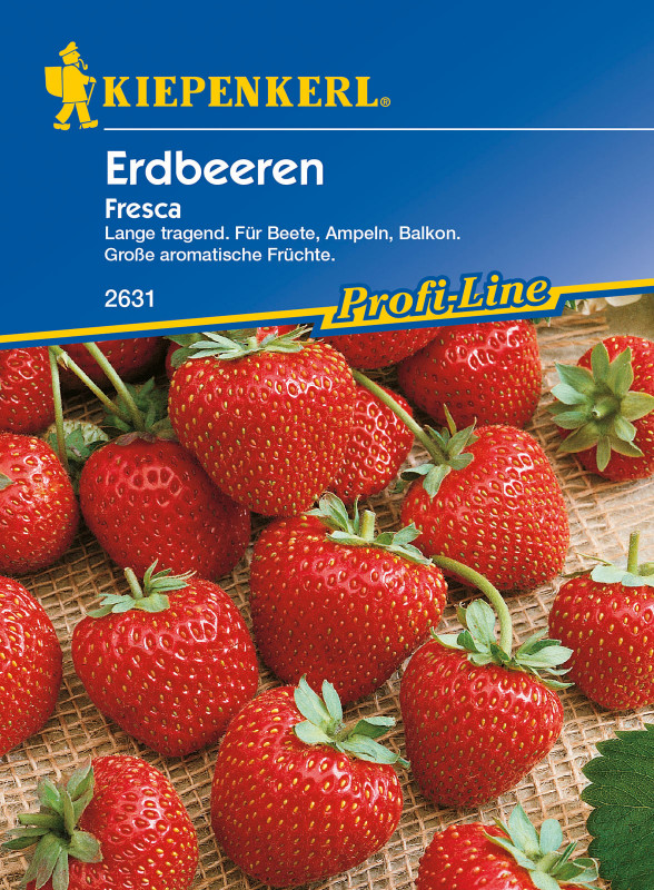 Erdbeeren Fresca / Fragaria ananassa