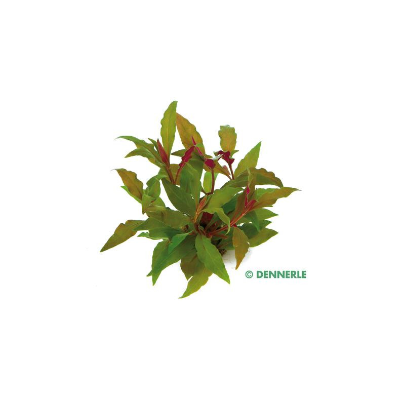 Alternanthera reineckii 'Rot'