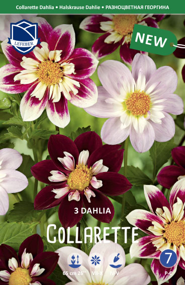 Dahlie Collarette Dahlia (Inhalt 3 Stück)