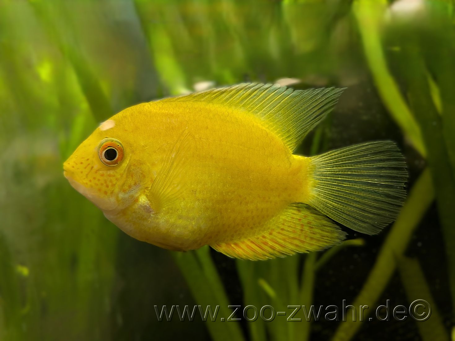 Augenfleckbuntbarsch gold / red spotted / Heros severus