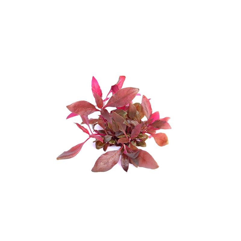 Alternanthera reineckii 'Lila' In-Vitro