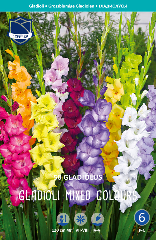 Gladiole Mischung mixed colours 12/14 (Inhalt 50 Stück)