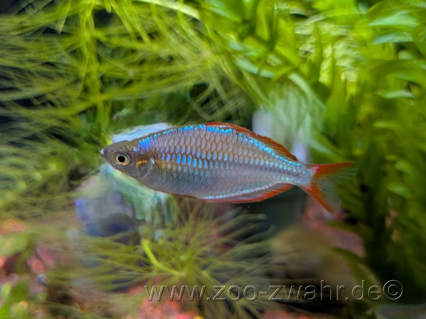 Diamant-Regenbogenfisch/ Melanotaenia praecox