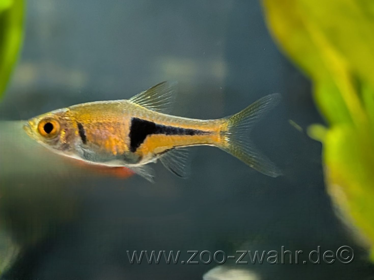 Keilfleckbärbling / Rasbora heteromorpha