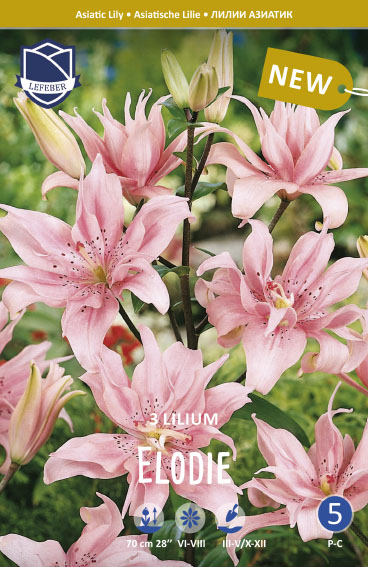 Asiatische Lilie Elody - d o u b l e - (Inhalt 3 Stück)