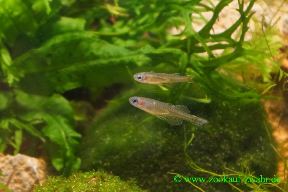 Blauaugen-Regenbogenfisch / Pseudomugil gertrudae