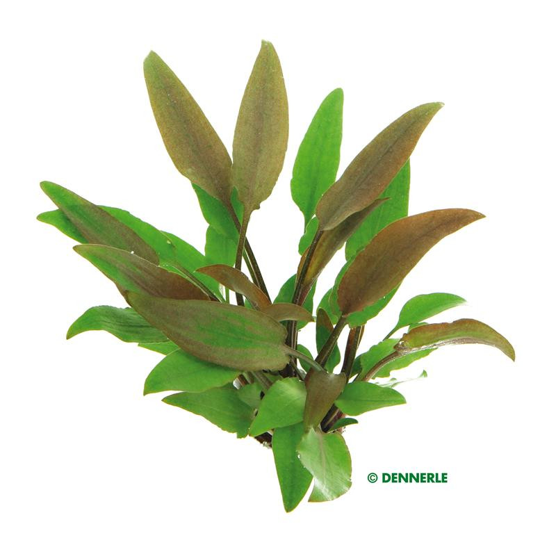 Cryptocoryne lutea