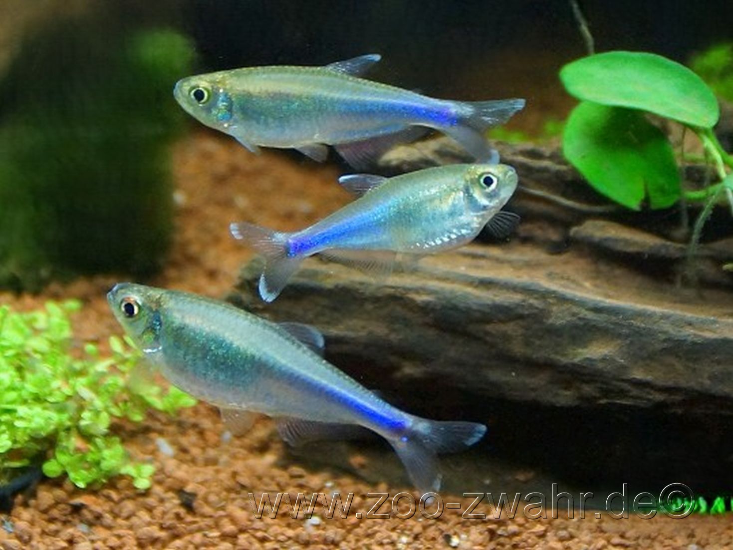 Blauer Perusalmler /    Boehlkea fredcochui