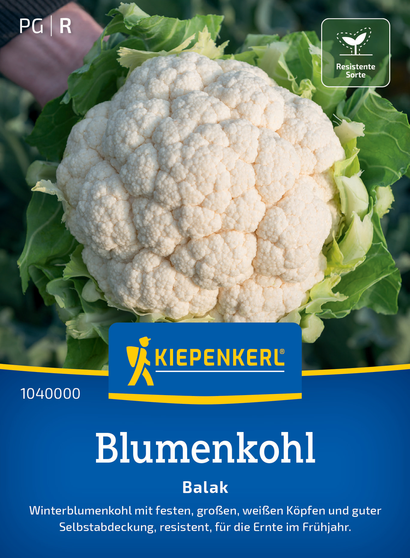 Blumenkohl Balak, F1