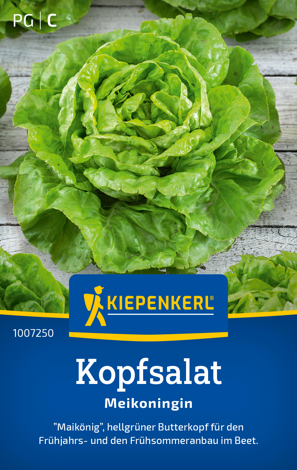 Kopfsalat Maikönigin