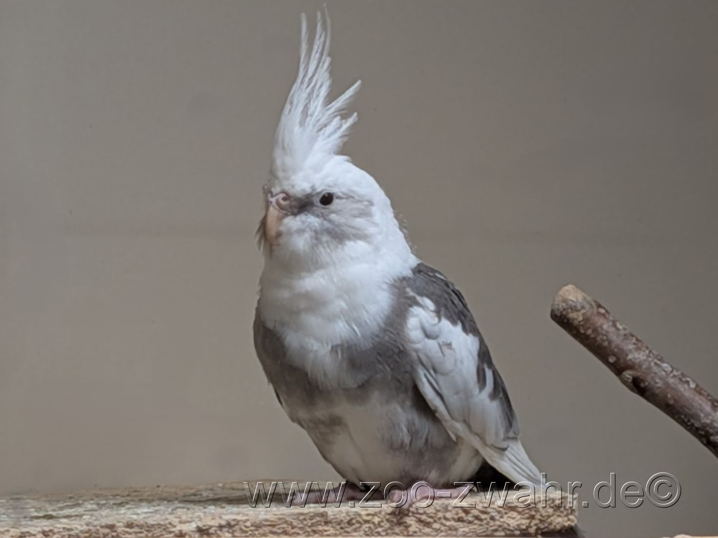 Weißkopf- Nymphensittich