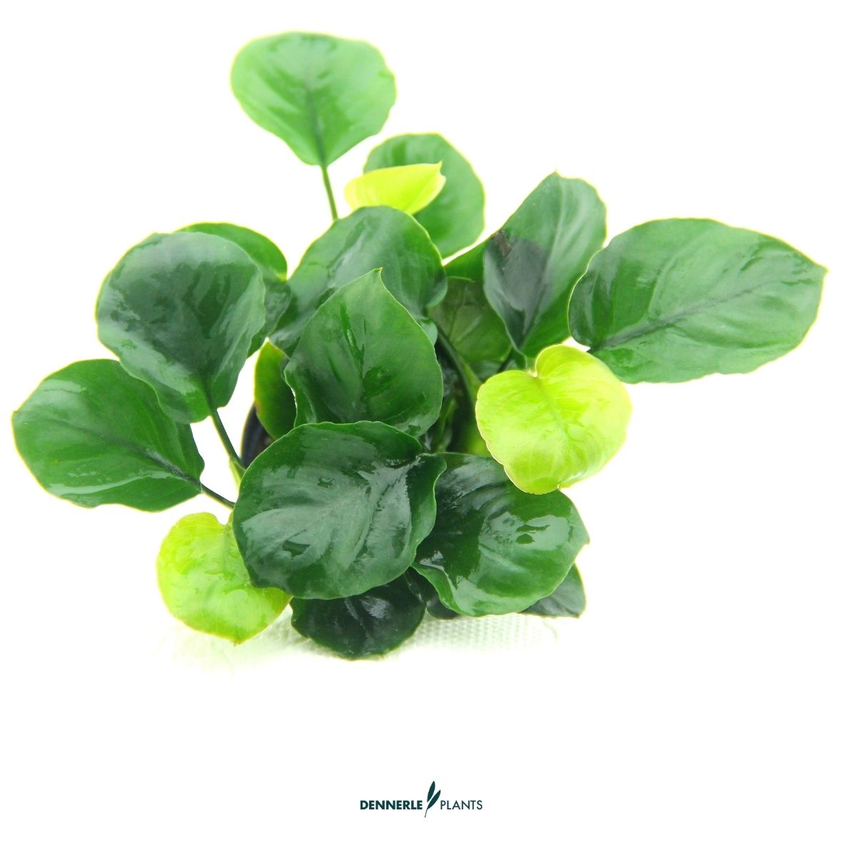 Anubias barteri ´Coin Leaf´