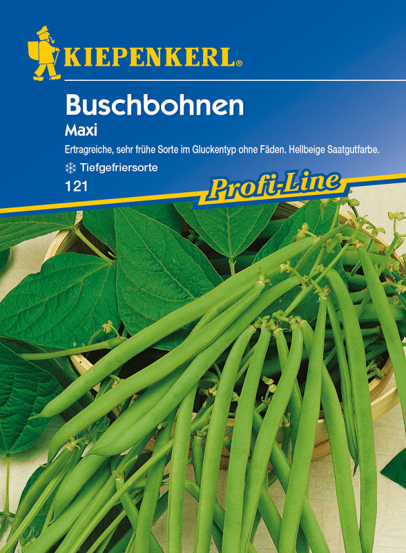 Buschbohne Maxi / Phaseolus vulgaris var. nanus