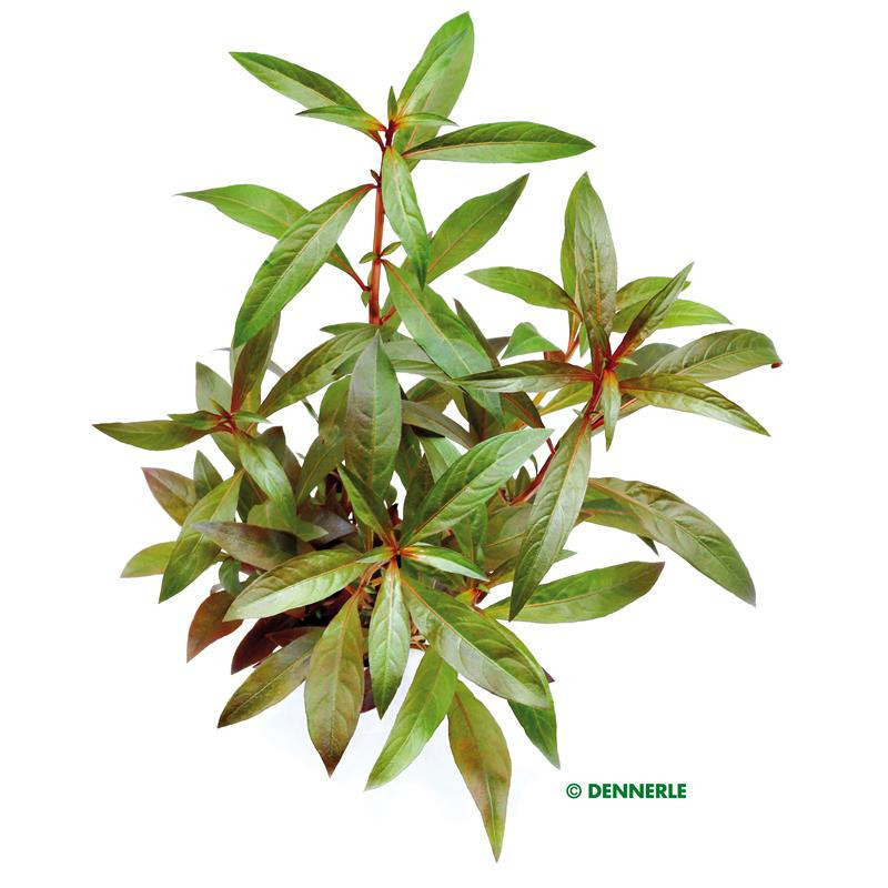 Ludwigia glandulosa