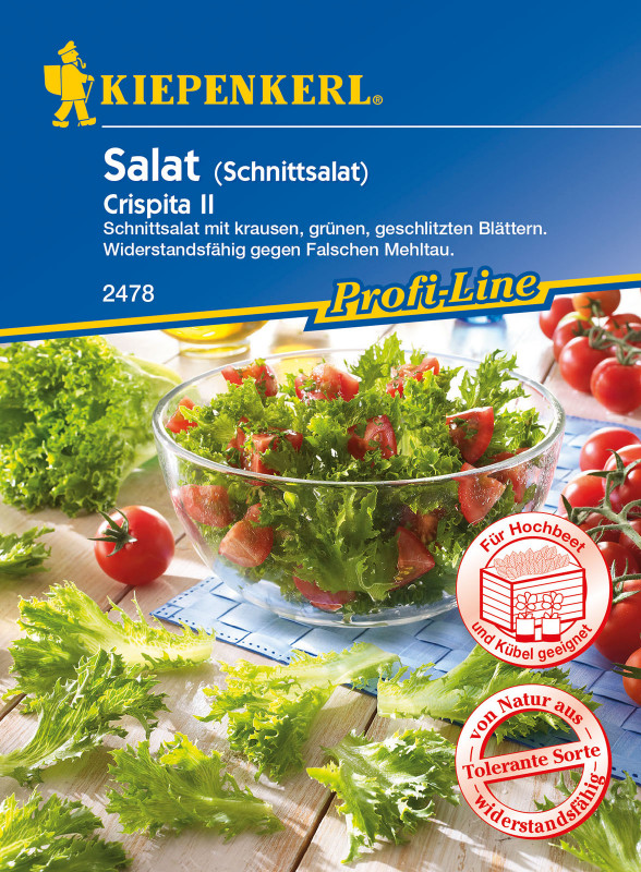 Schnittsalat 'Crispita II' / Lactuca sativa