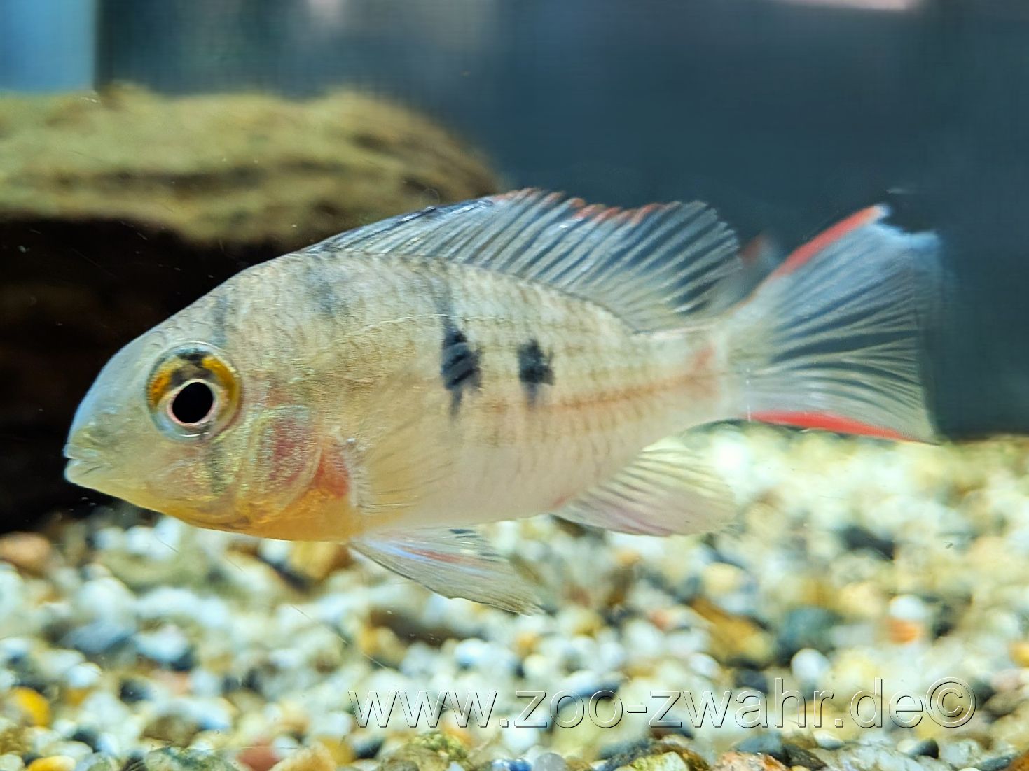 Bolivianischer Schmetterlingsbuntbarsch / Mikrogeophagus altispinosus