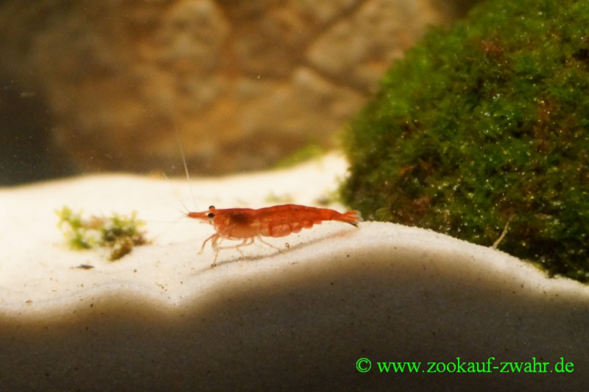 Feuer-Zwerggarnele Sakura / Neocaridina sp.